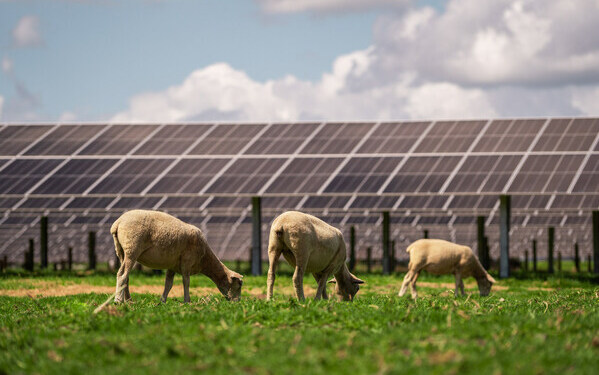 Trina Solar Powers New Zealand's Largest Solar Farm with Integrated Module-Tracker Solution
