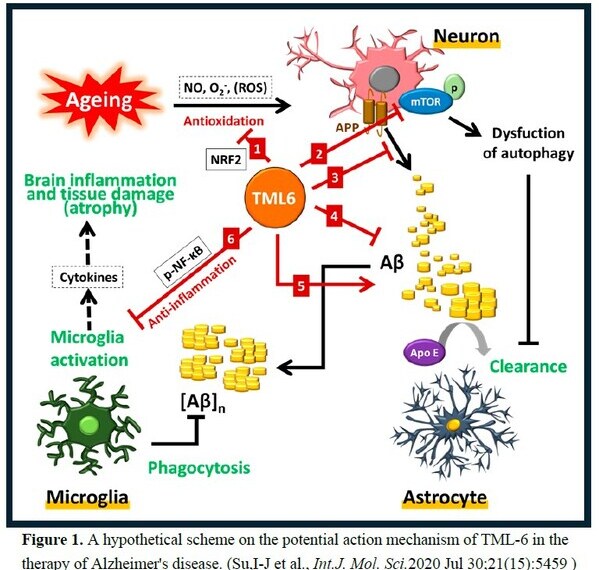 MLB Announces IND Approval by US FDA to Initiate Phase 1 Trial of TML-6, a New Era Multi-Target Drug for the Treatment of Alzheimer's Disease