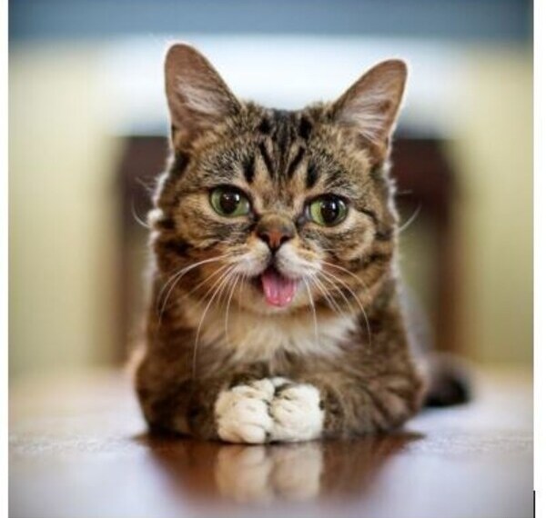 Lil Bub Solana Makes the Largest Donation in the Charity’s History