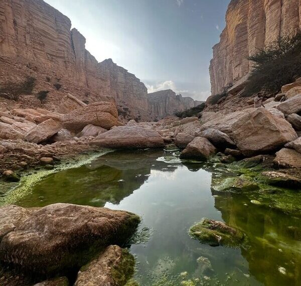 FIRST SAUDI PROTECTED AREA LISTSED ON IUCN GREEN LIST – IBEX PROTECTED AREA, JUST SOUTH OF RIYADH JOINS THE LIST WHICH SETS THE GLOBAL STANDARD FOR PROTECTED AND CONSERVED AREAS.