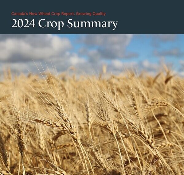 Cover of 2024 New Wheat Crop Report showing a wheat field at harvest.